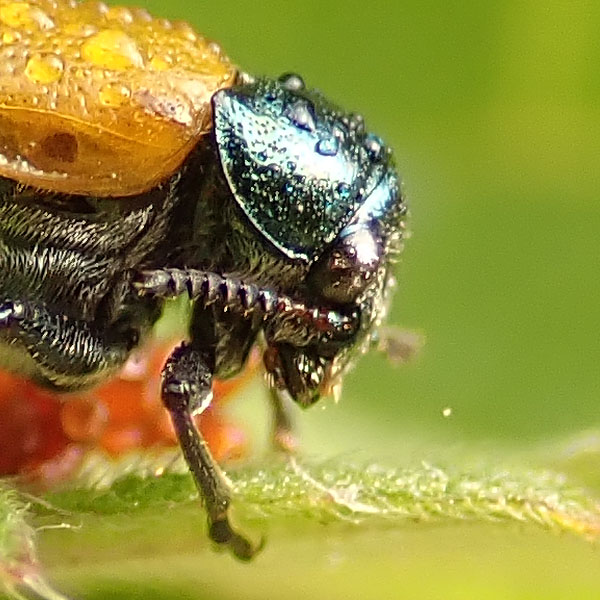 Labidostomis in deposizione: L. cyanicornis (cfr.), Chrysomelidae